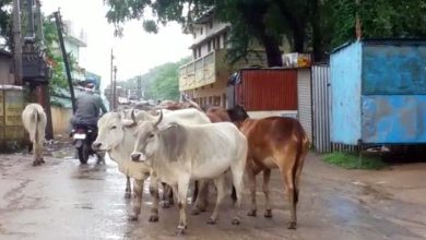 Photo of गौकशी व तस्करी पर लगाम लगाएगा ‘गौ ऐप’