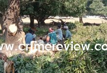 Photo of गुडम्बा के सींवा गांव में हरियाली के सीने पर ‘लापरवाही का आरा’